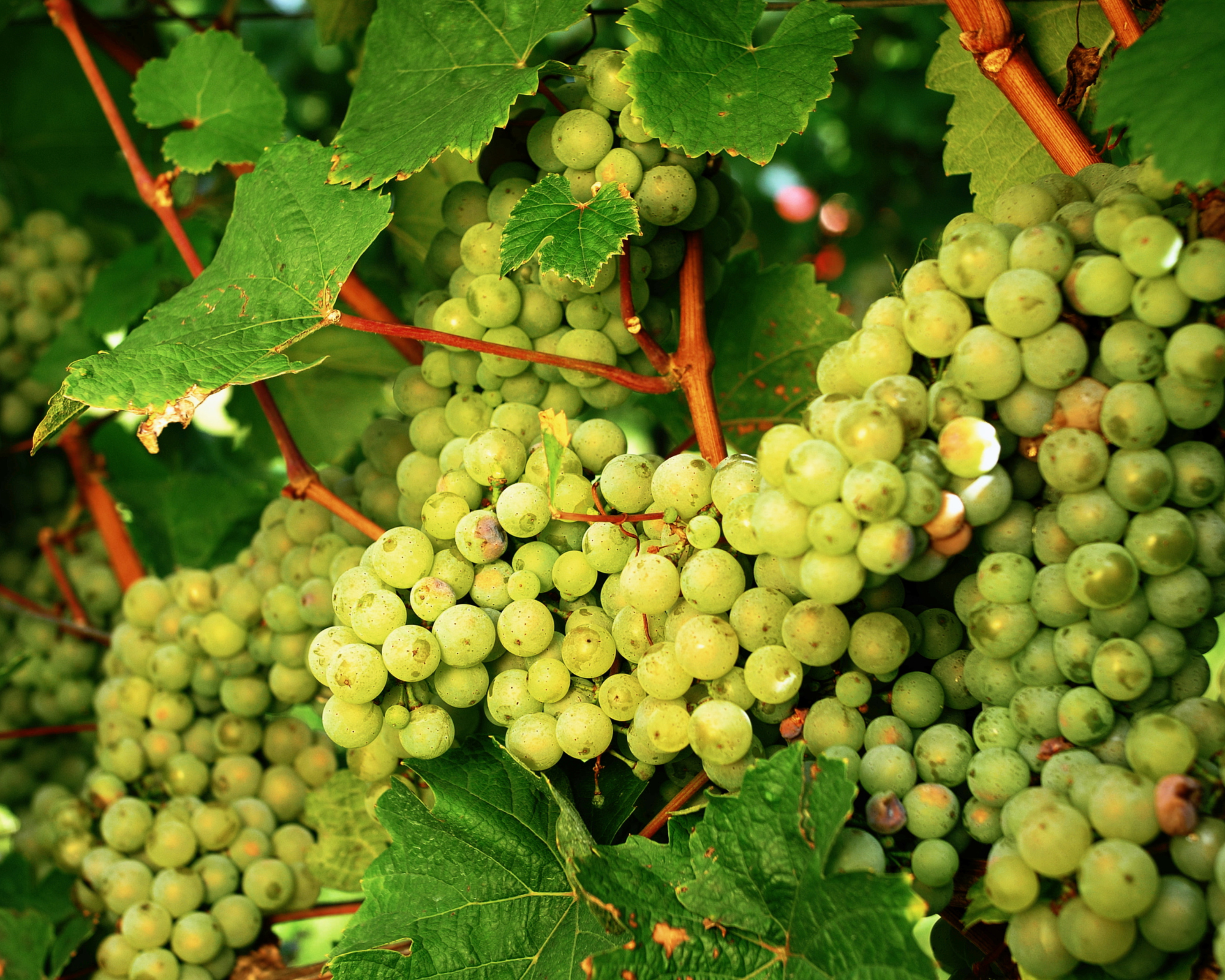 Wine Education Wednesdays: An Introduction to Riesling