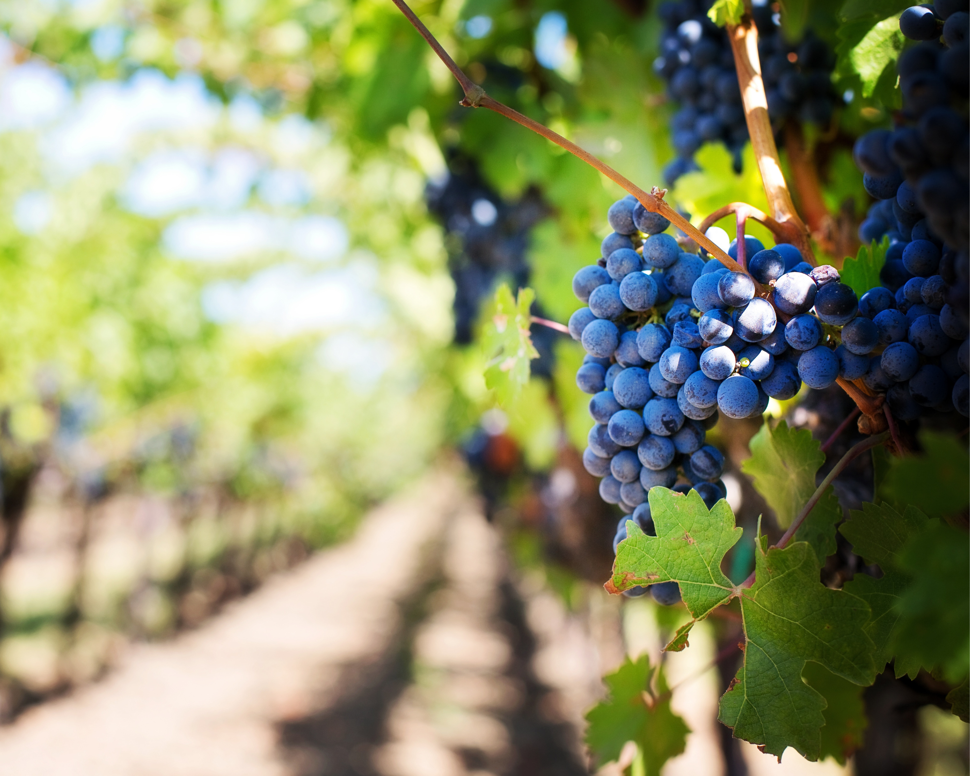 Spotlight on Cabernet Franc