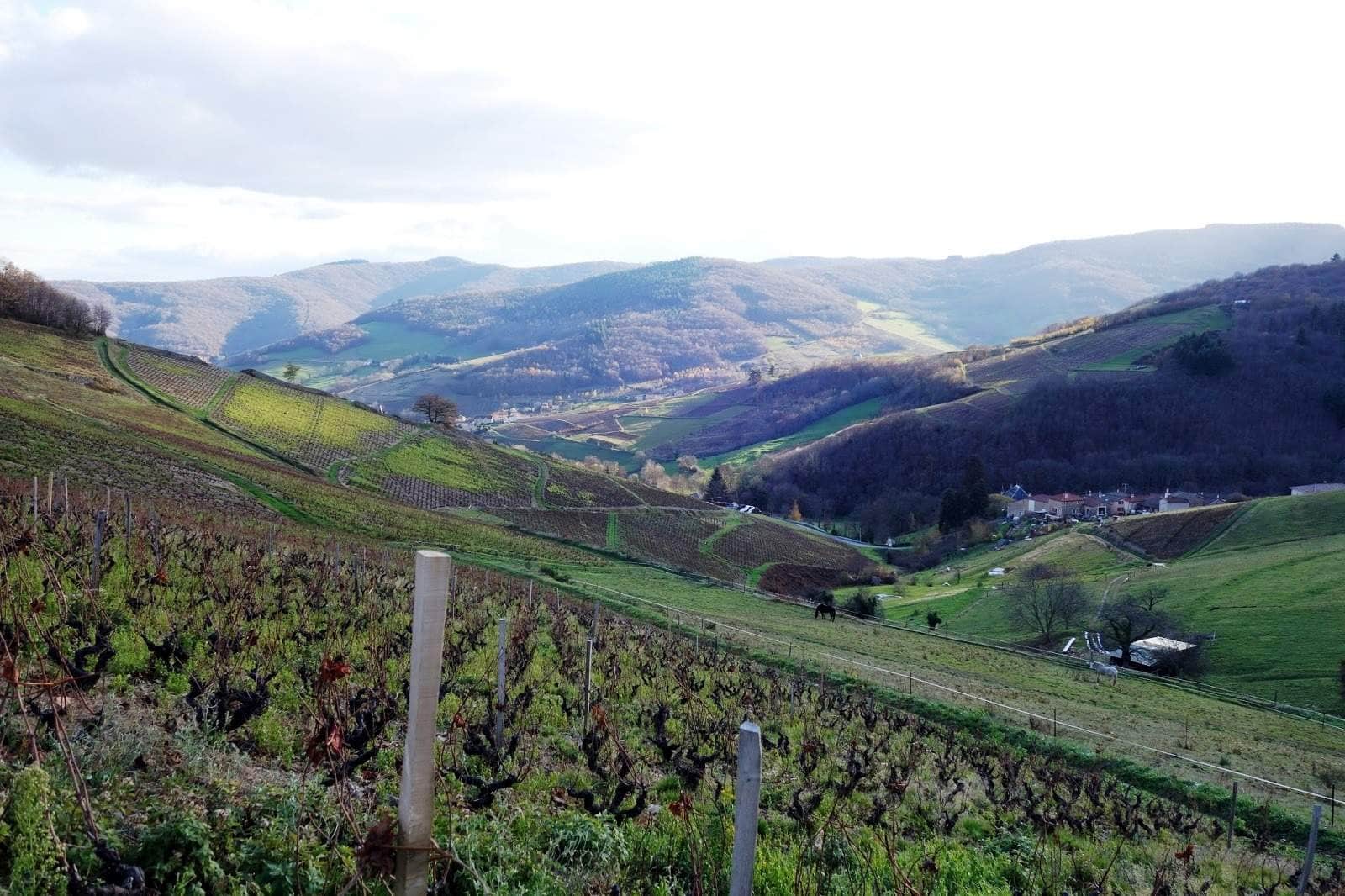 New Producer: Nicolas Chemarin, Beaujolais