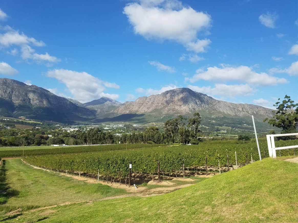 Understanding South African Wines