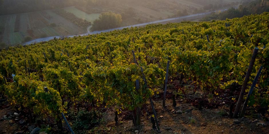 Domaine Louis Cheze - Producer spotlight September 2021