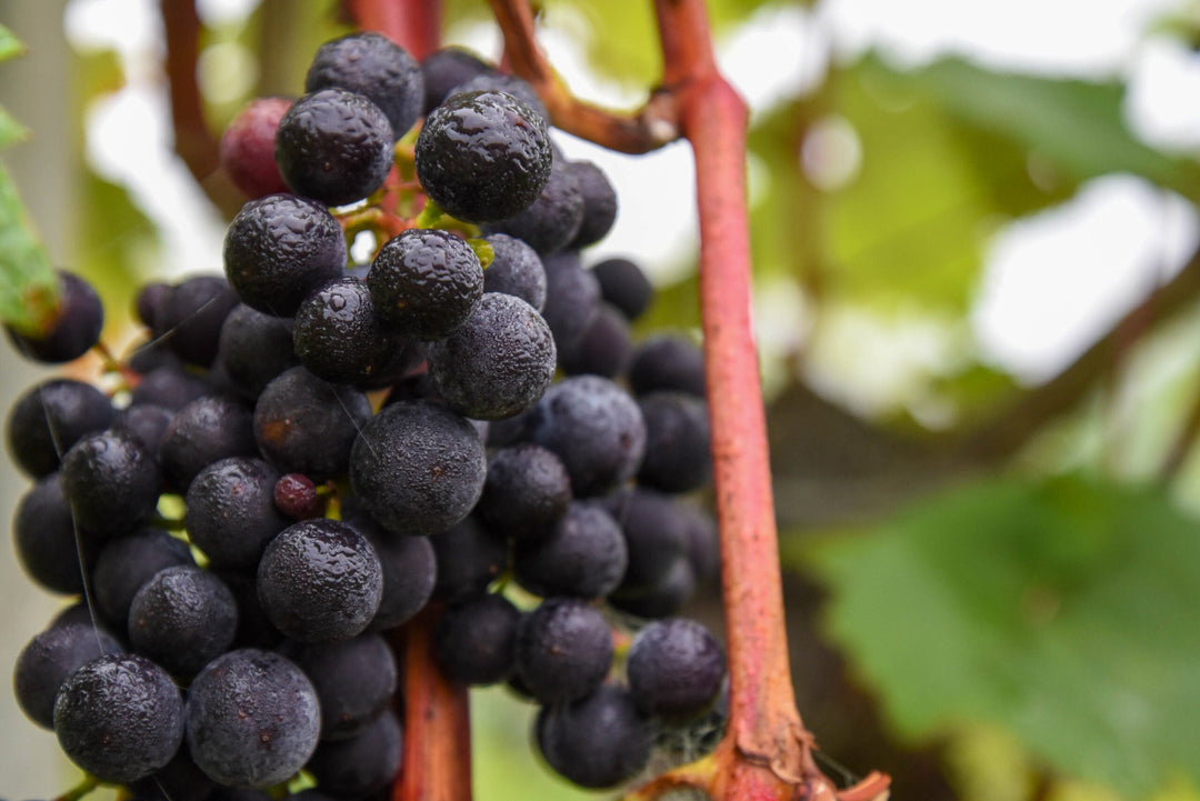 Tannins