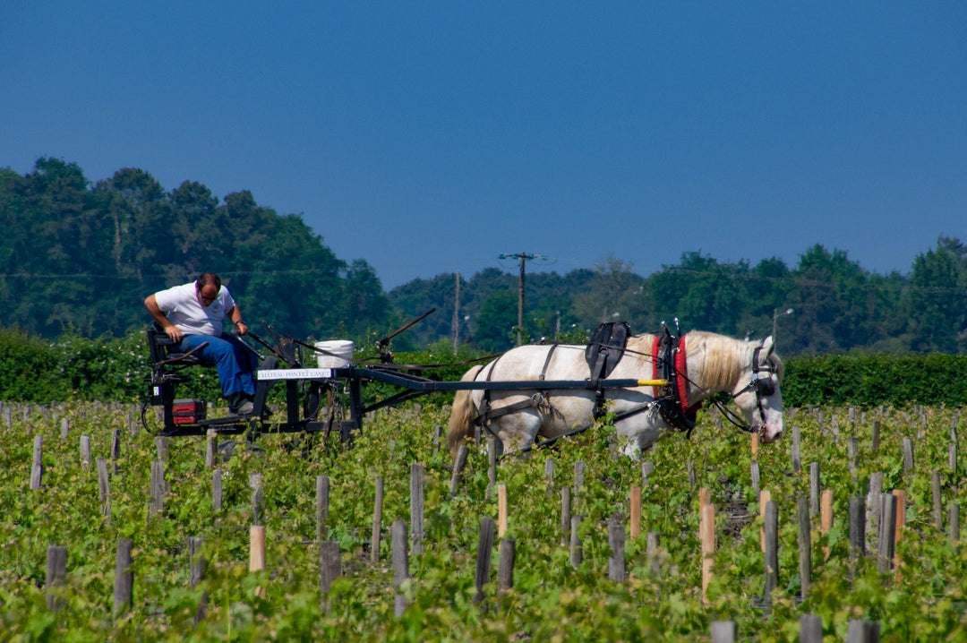 Biodynamic Wine – what is the difference to Organic wine?